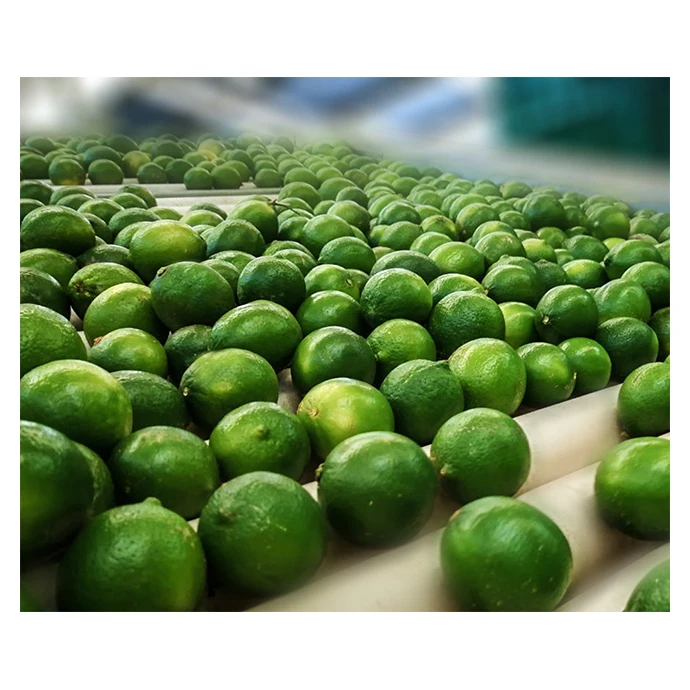 Hot Sale Fresh Premium Persian Lime - Top Quality, Best Price, Directly From Producers In Mexico