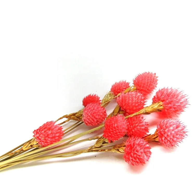 2022 hot sale red preserved globe amaranth preserved flowers flower foam garland of stars