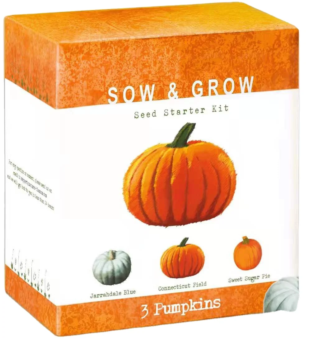 Cultivation of Pumpkin Seeds and Pumpkin Seedlings in Home Kitchen Growing Plant Kit