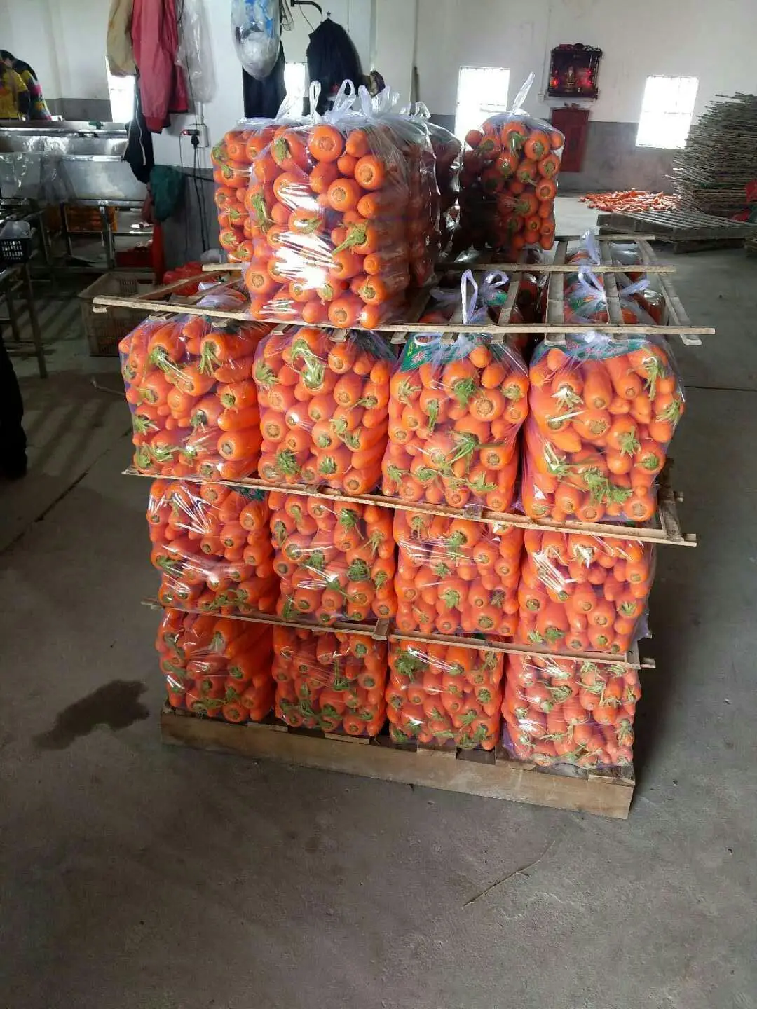 [HOTHOT] Оптовая продажа свежей моркови, лидер продаж, конкурентоспособная цена от Вьетнама в 2023