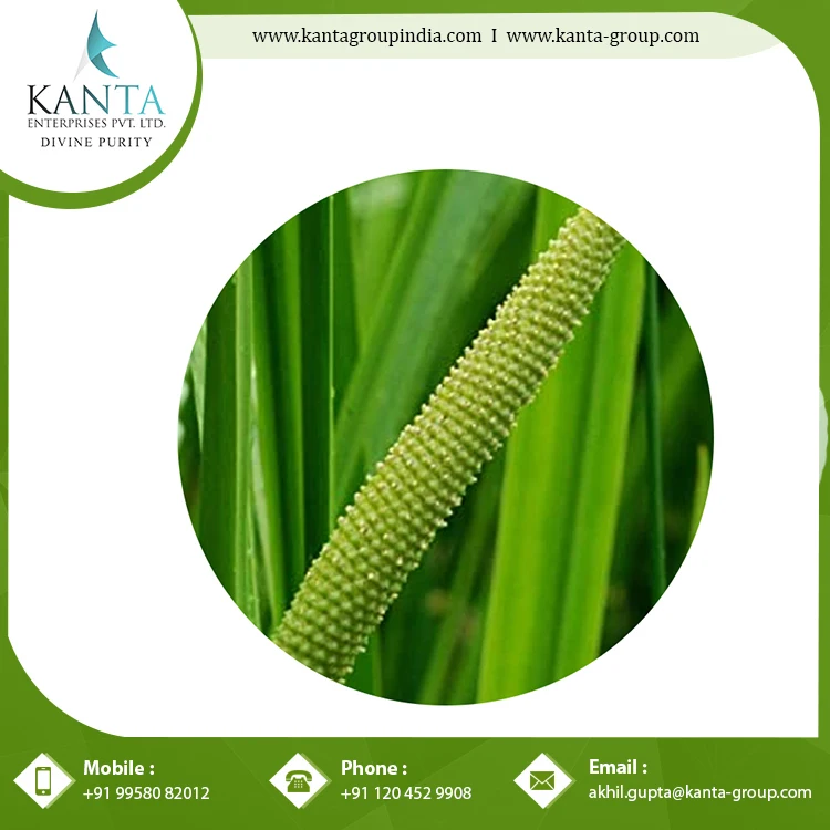 Best Quality Natural and Pure Calamus Essential Oil helps in Improving Digestive System at Affordable Price