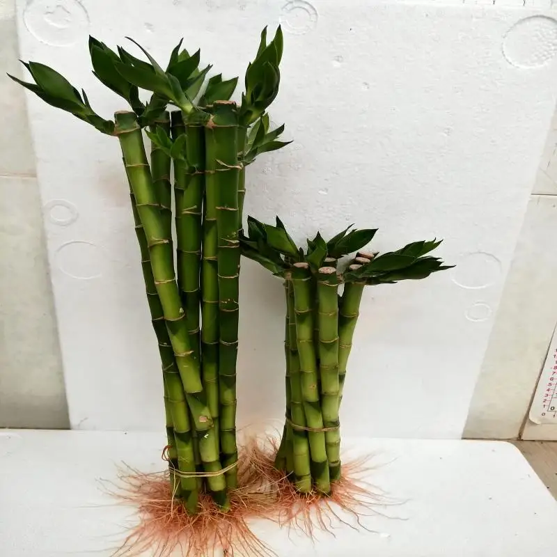 Green straight lucky bamboo plant with good quality
