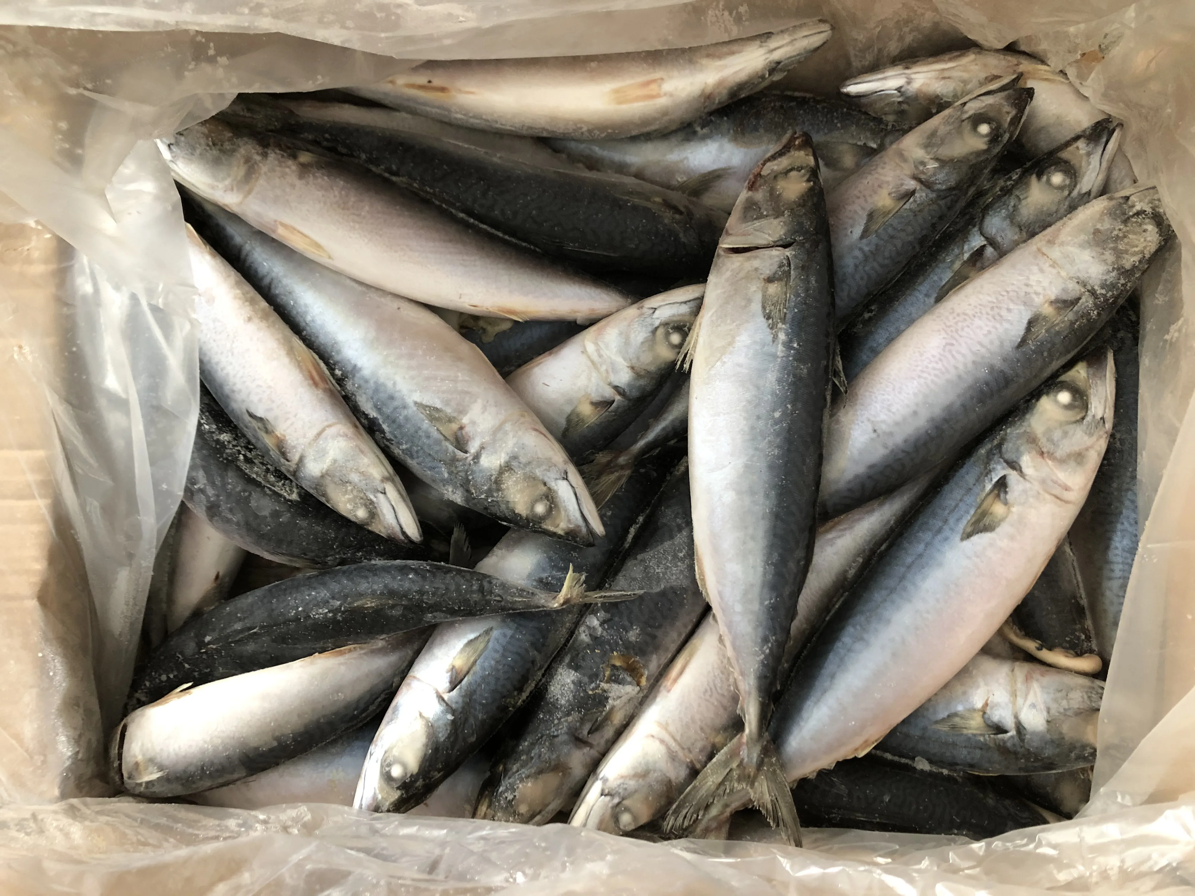 frozen pacific mackerel for  food frozen seafood pacific mackerel frozen saba mackerel