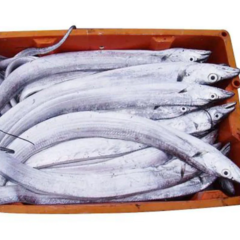 
Hairtail Factory Direct supply aquatic seafood wholesale Wild small-eye frozen fresh long-tailed anchovy frozen7kg/Pieces 