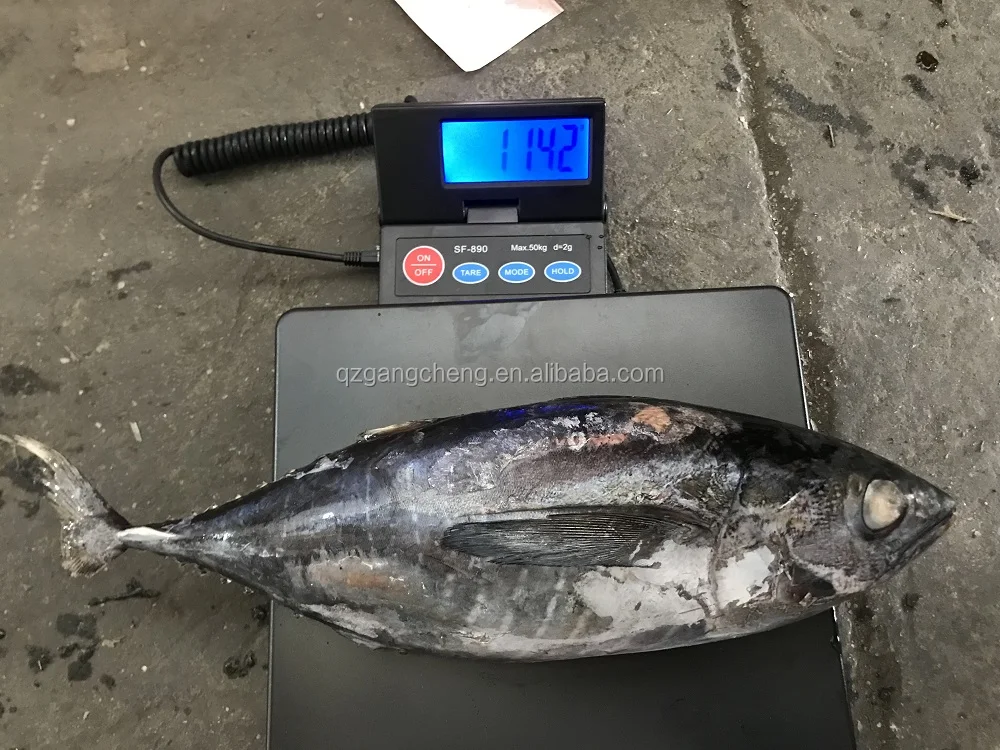 
New 750g+ frozen_on_board little tunny Tuna /Yellowfinned albacore wholesale low price 