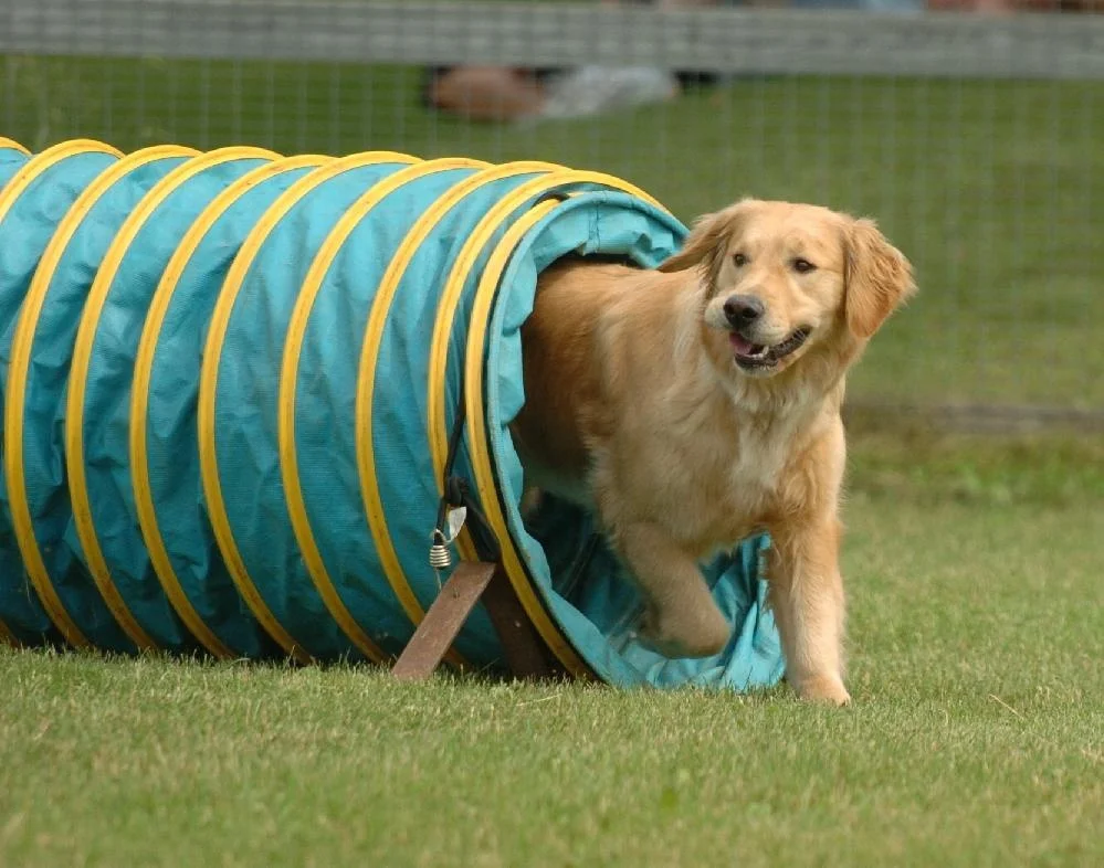 Dog Running Through Agility Tunnel  bag