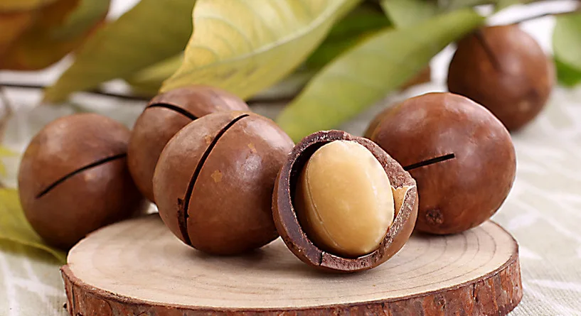 Macadamia Nuts Roasted Macadamia Organic Macadamia Nutsts