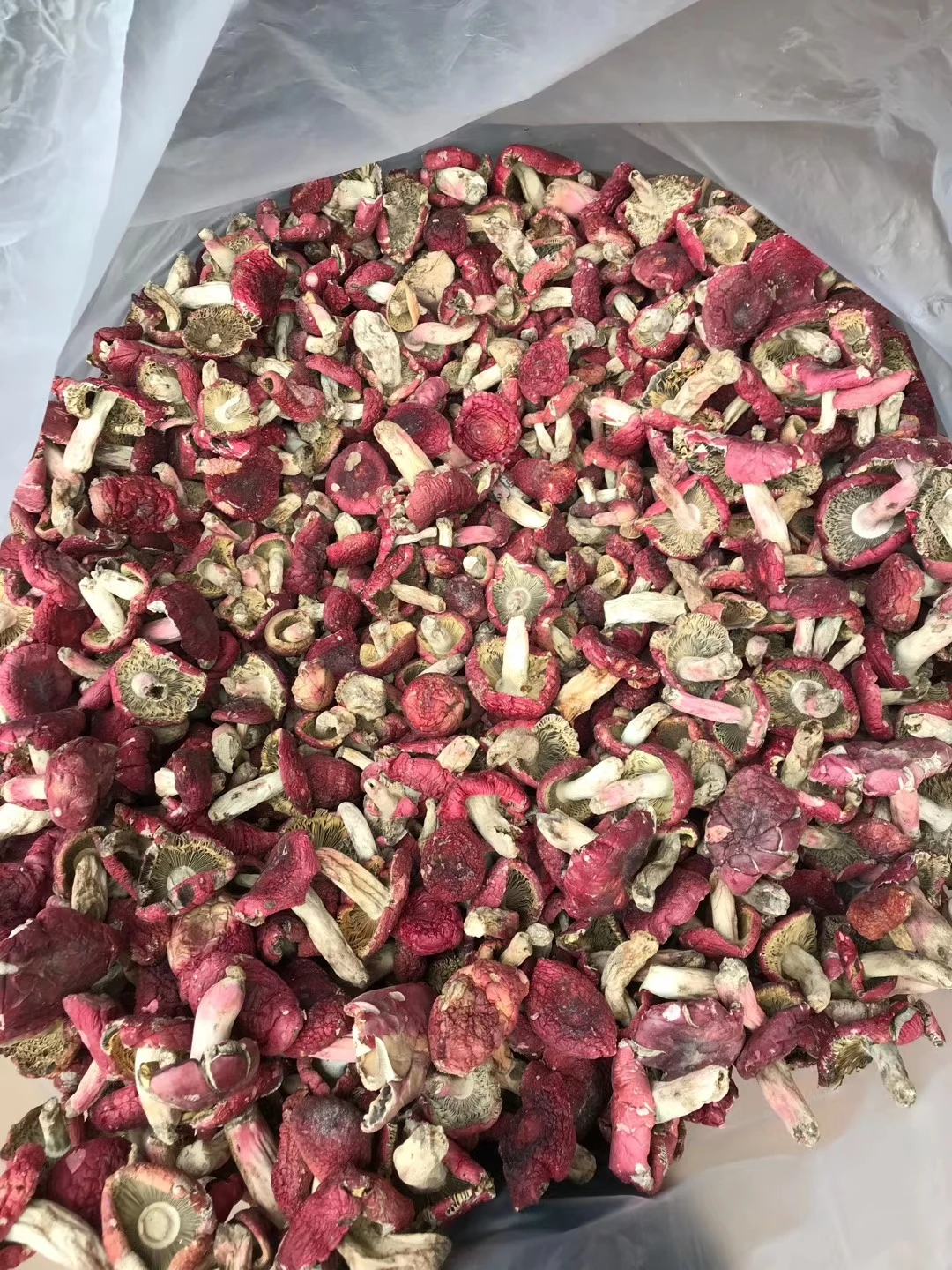 
Dried whole for food fungus Russula vinosa Lindblad 