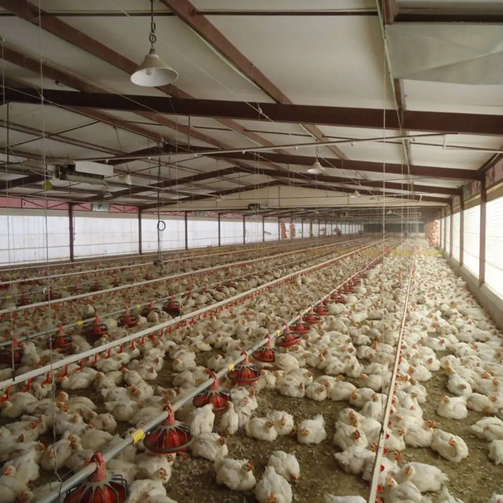 Wholesale High Quality Durable Using Steel Structure Chicken House Broiler House Farm Shed Poultry Building