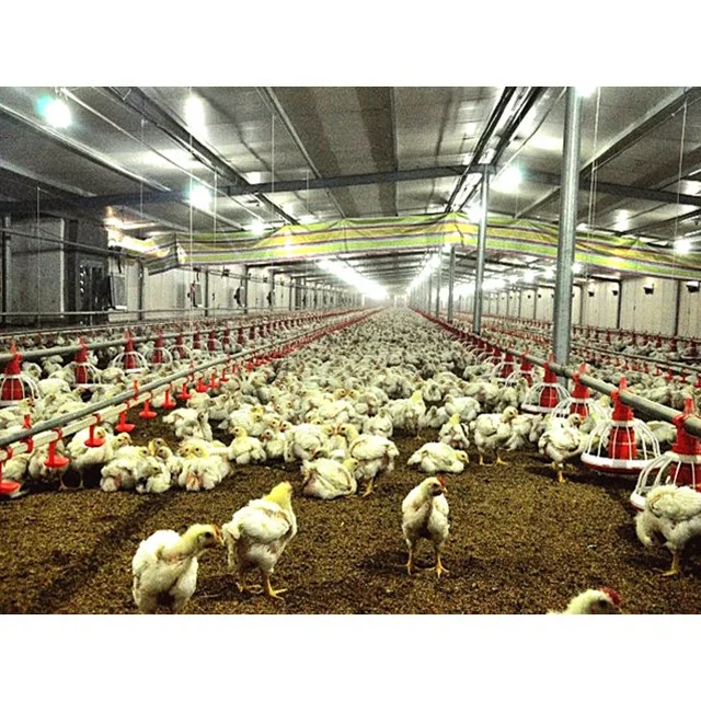 Type A chicken cage Modern Poultry Farm House Automatic good price