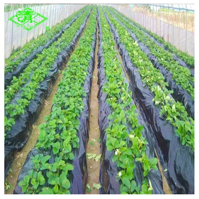 Black plastic ground cover/ weed control mulch layer