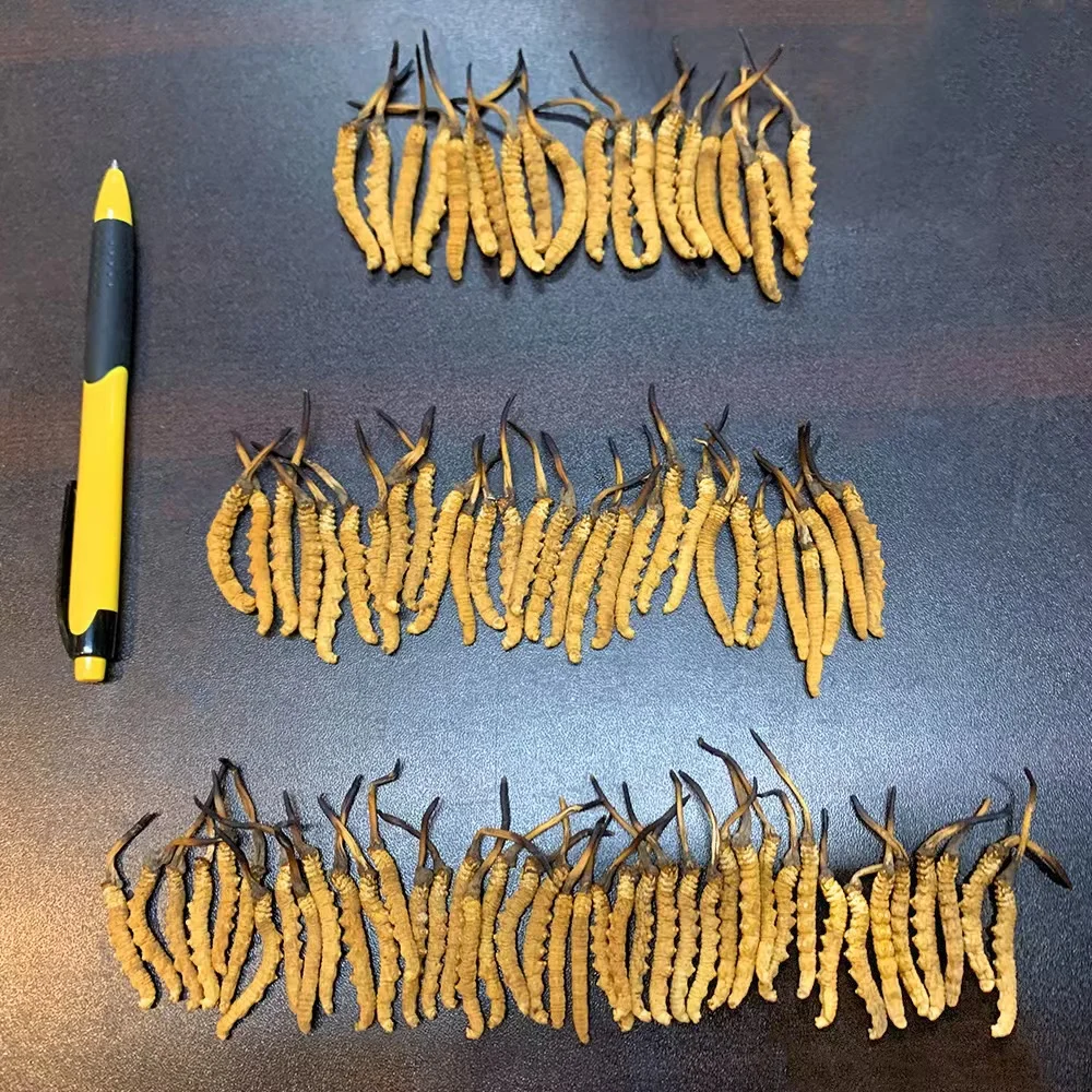 3000pcs per kg pure wild Nagqu Top grade Cordyceps sinensis L size