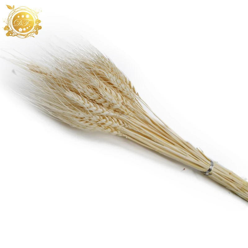 Hot sale supplier  natural wheat real dried wheat  flower  for DIY bouquet