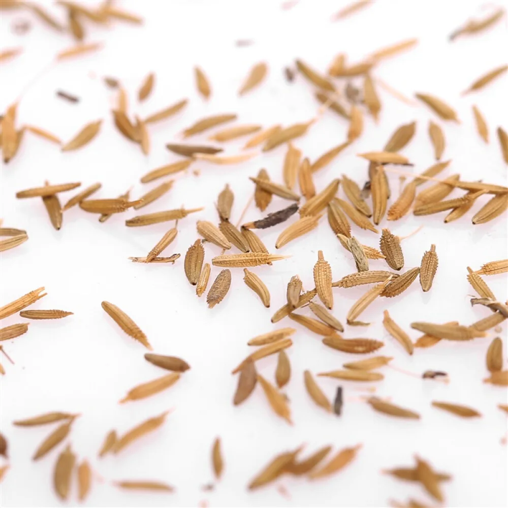 Perennial Plant Herbaceous of Compositae Dandelion Flower Seed with medicinal value