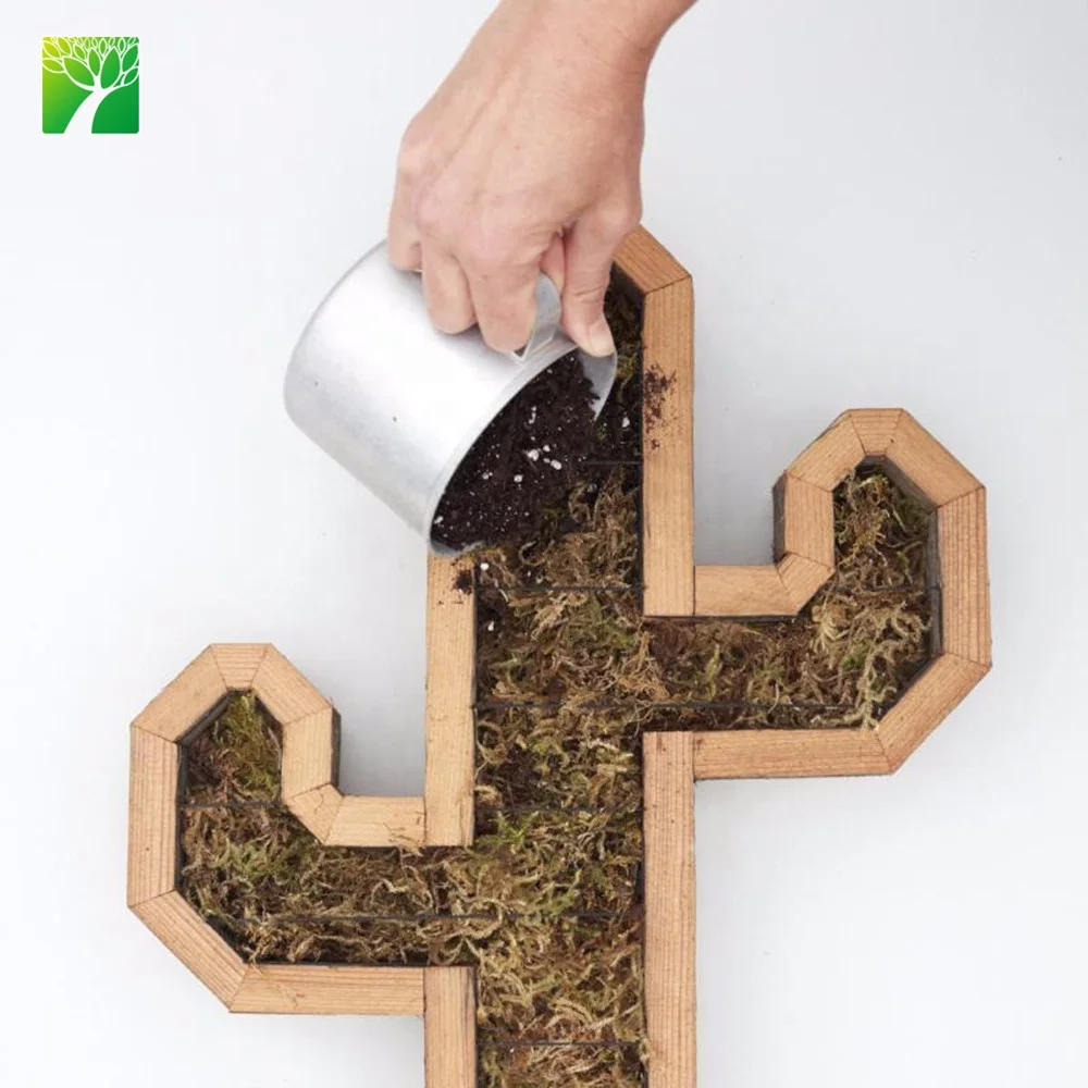 
Plant farm wholesale redwood cactus kit indoor decoration cactus plant 