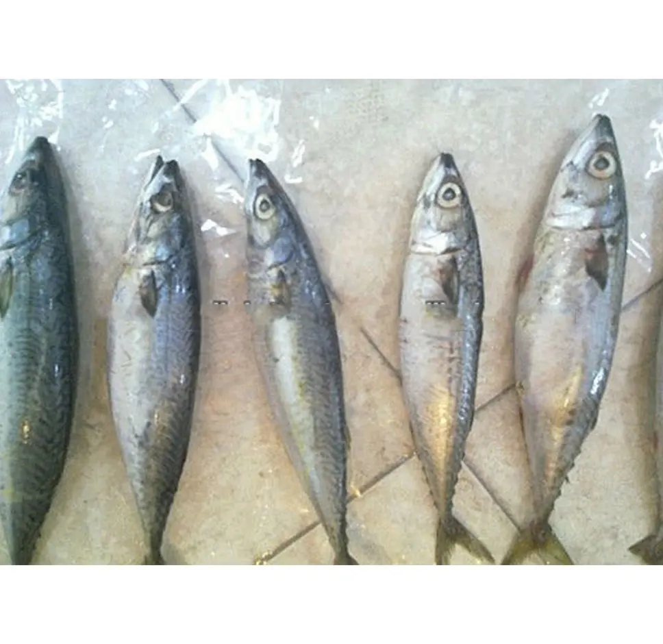 High Quality BQF olig mackerel horse mackerel seafood from Morocco