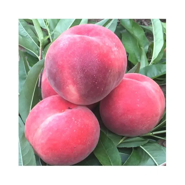 Прямая продажа от производителя фруктов большой формы Сладкая Cangfang свежая пешь по низкой цене