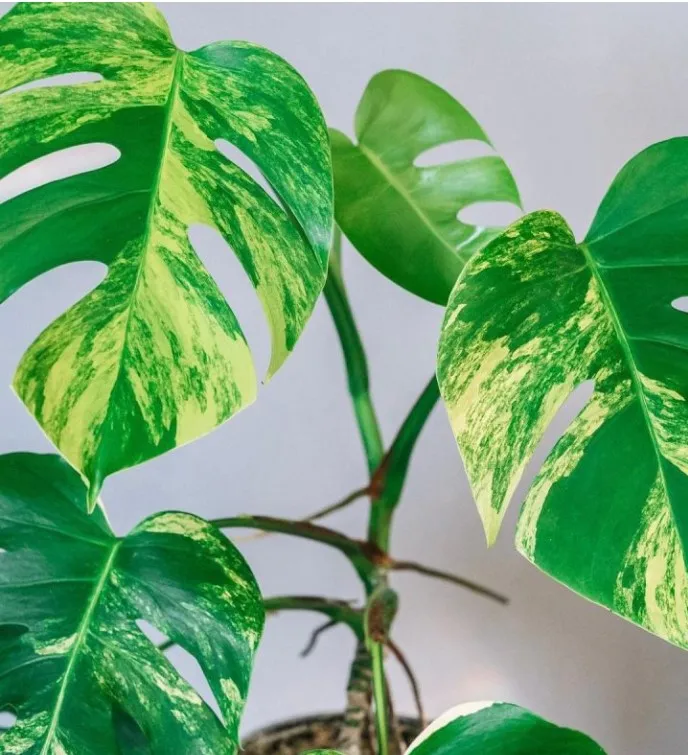 
Monstera Borsigiana Marmorata 