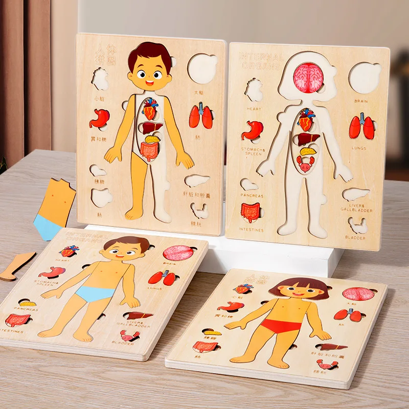Wooden educational body organ structure puzzle montessori learning science puzzles body organ toys for girls and boys