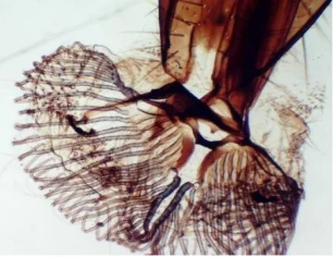 BestScope BPM-1080H 10x-200x Portable HD Digital Microscope for Education and Industrial Inspection