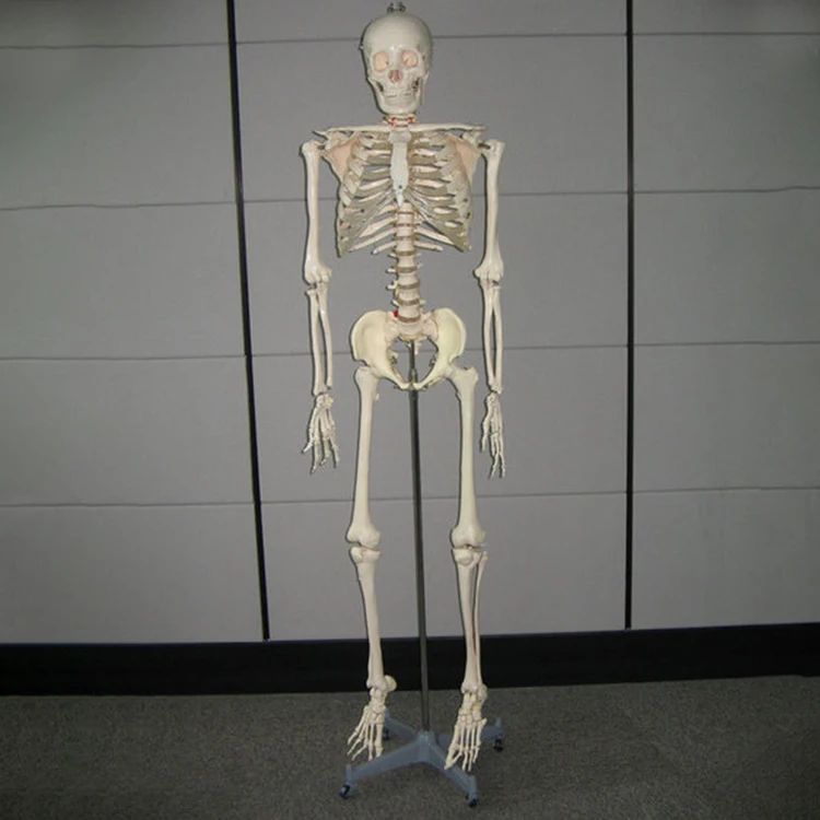 170 Cm Tall Medical Anatomical Skeleton Primary Color Muscle Human Plastic Skeleton Model