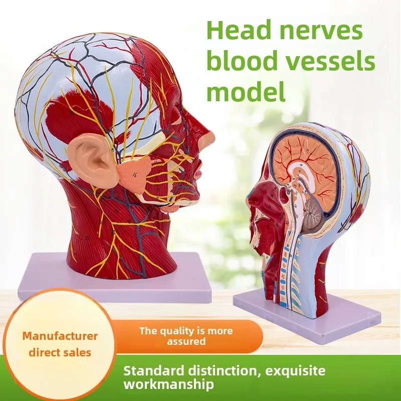 SUNNYMED SY-N027 PVC Anatomical Model Human Facial Shallow Muscle Neurovascular Model in Skin Color Manikin for Nurse Training