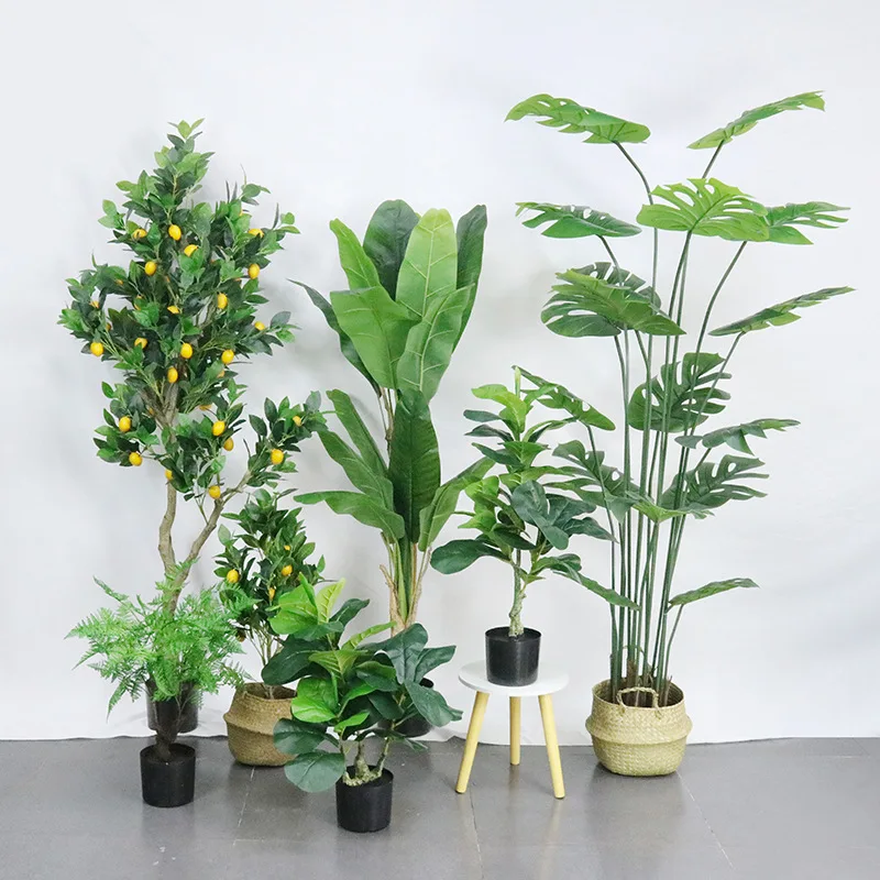plants1