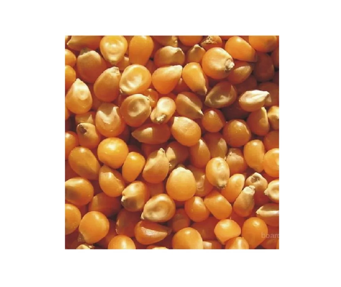 
High Quality Hot Seller Ukraine Original yellow corn dried for sale 