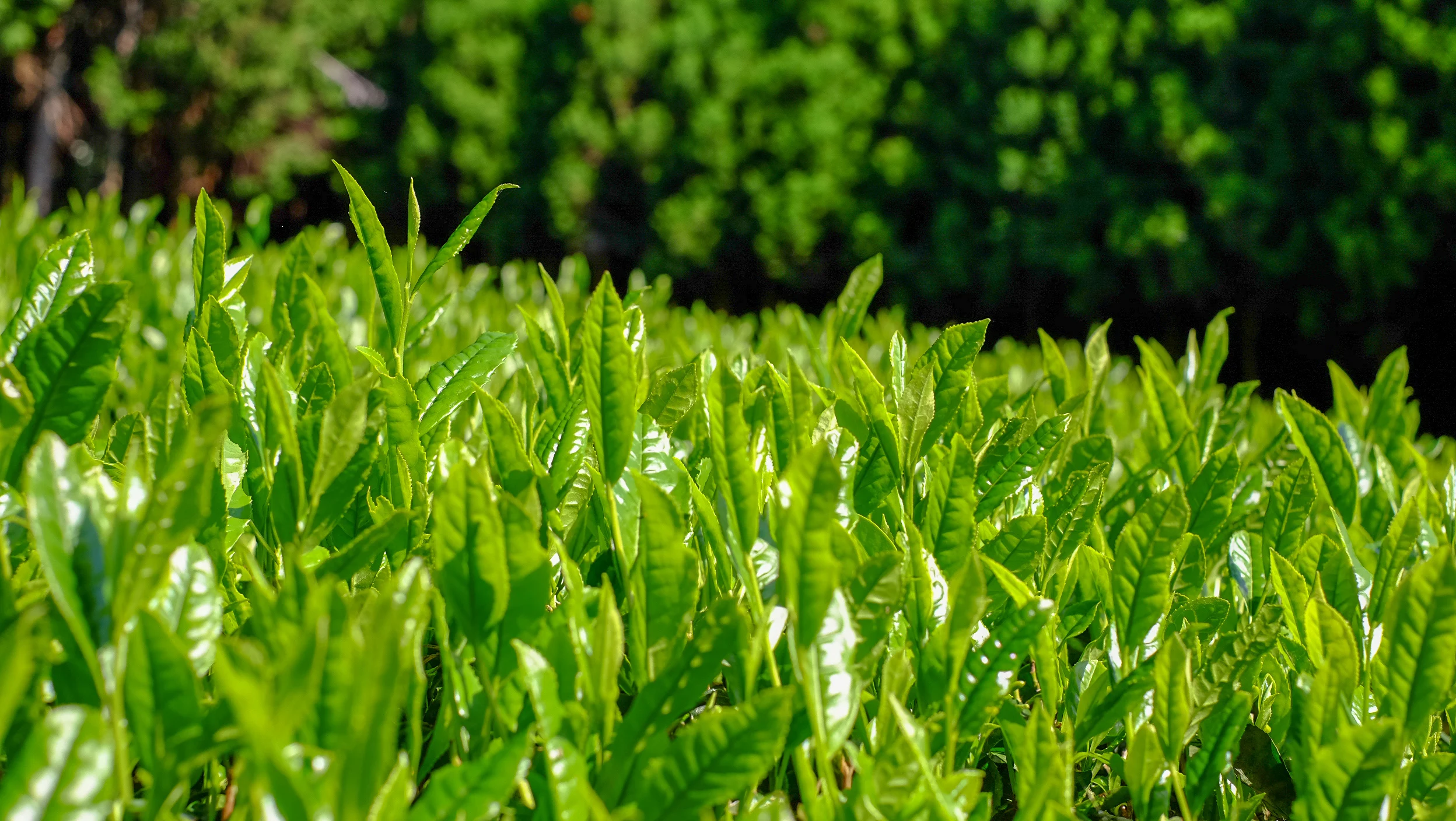 Organic Premium Sen-cha Green Tea  (Product of Shimizu, Shizuoka) tea