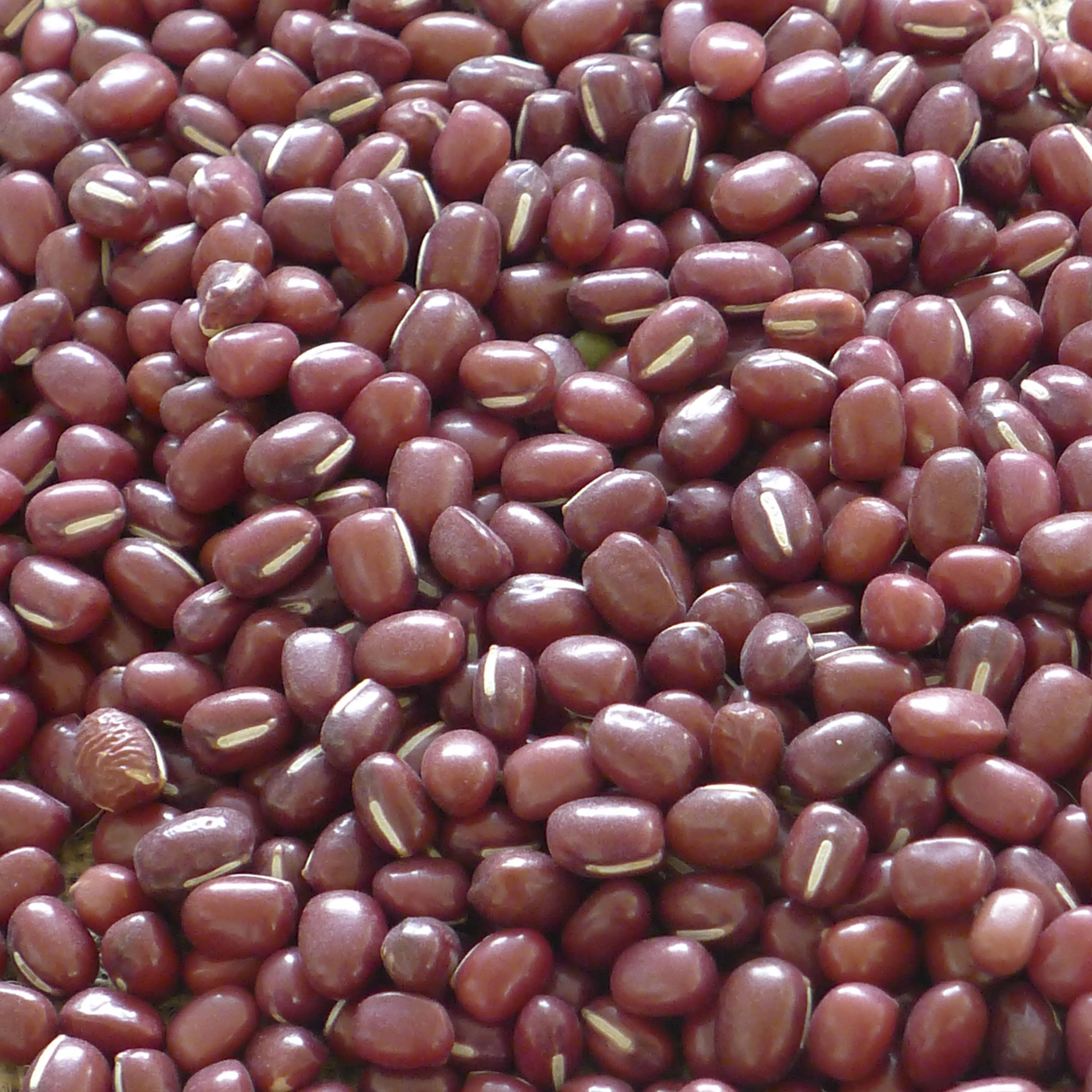hot sale healthy food small red color bean adzuki size different bean
