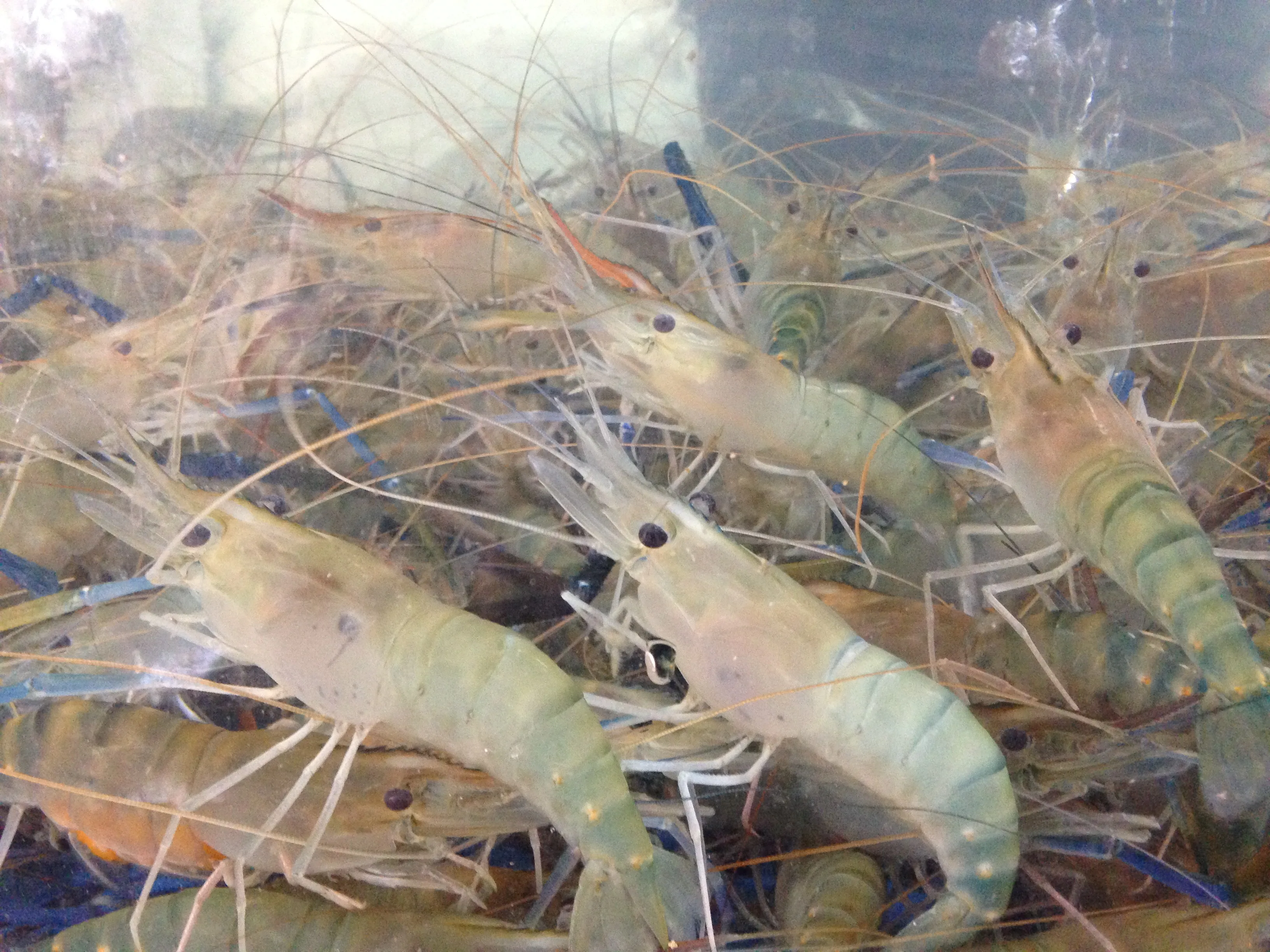 Высокоэффективный белок микопротеин в качестве рыбных кормовых добавок способствует росту у животных