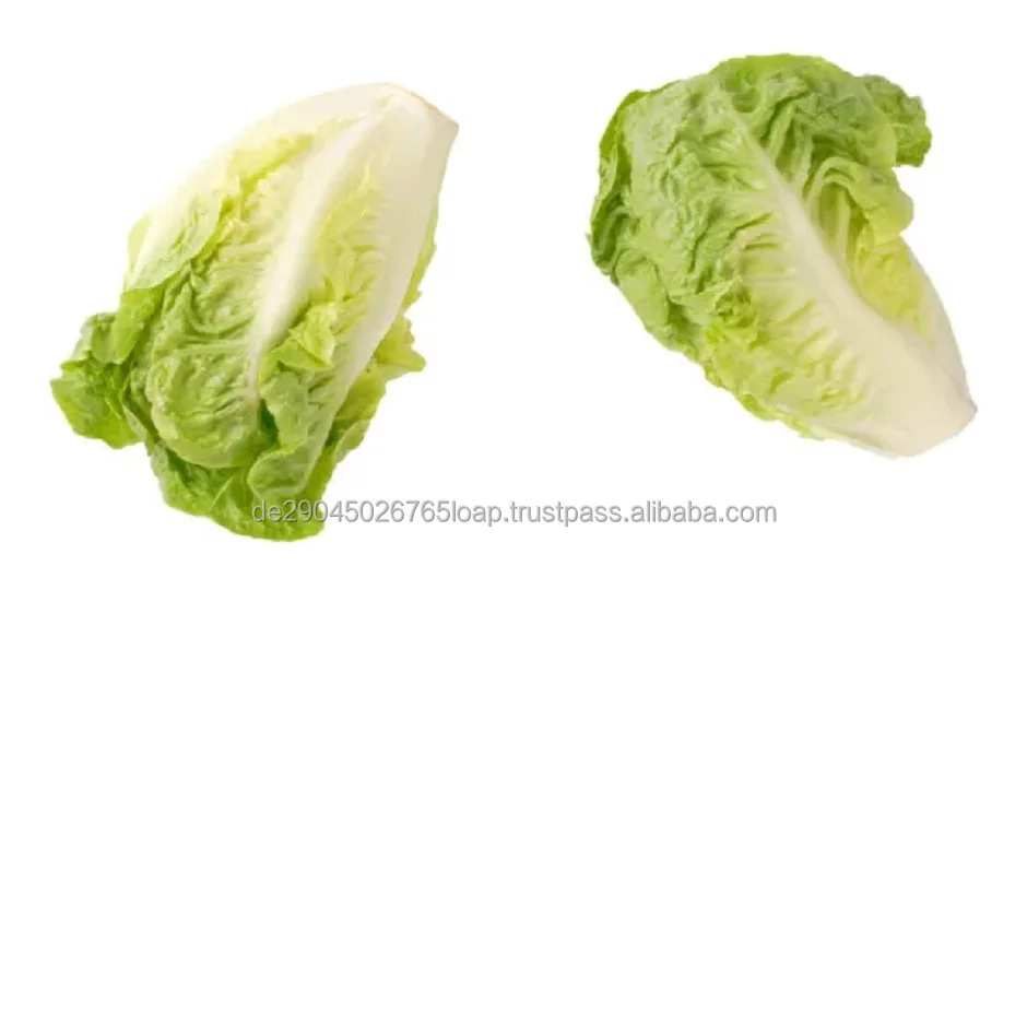 New China Vegetables Season Cabbage / Shandong Fresh Vegetables Offer 30-40 Days 0.8-1.5kg 1*20`RF Cooking from CN 15 Cm Green