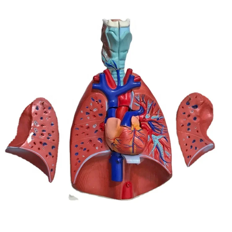 Larynx, heart and lung model Lung anatomy model Respiratory system structure Human internal organ model