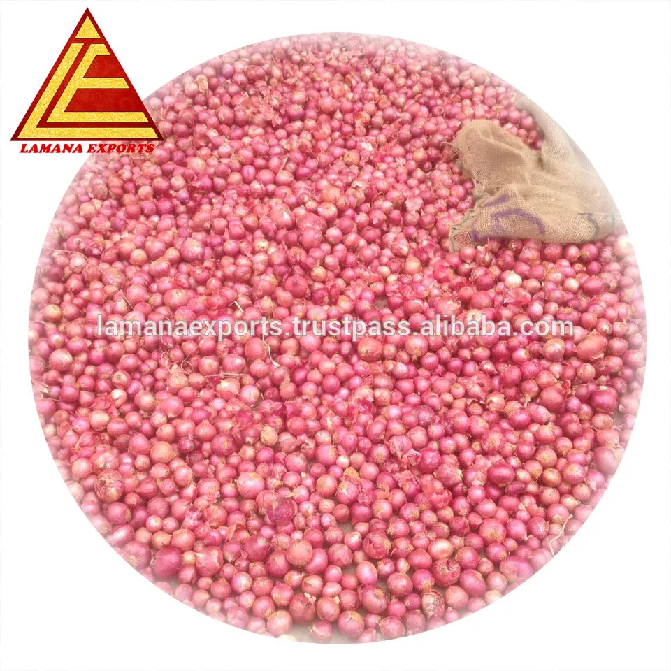 Fresh Indian Big Onion for Thailand 45mm up above Premium Quality