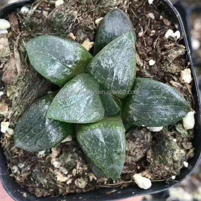 Комнатные растения havorthia retusa
