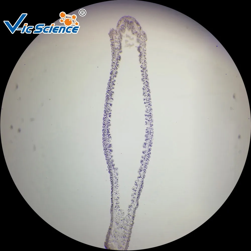 Supplying Hydra Bud Microscope Accessories Prepared Microscope Educational Slides