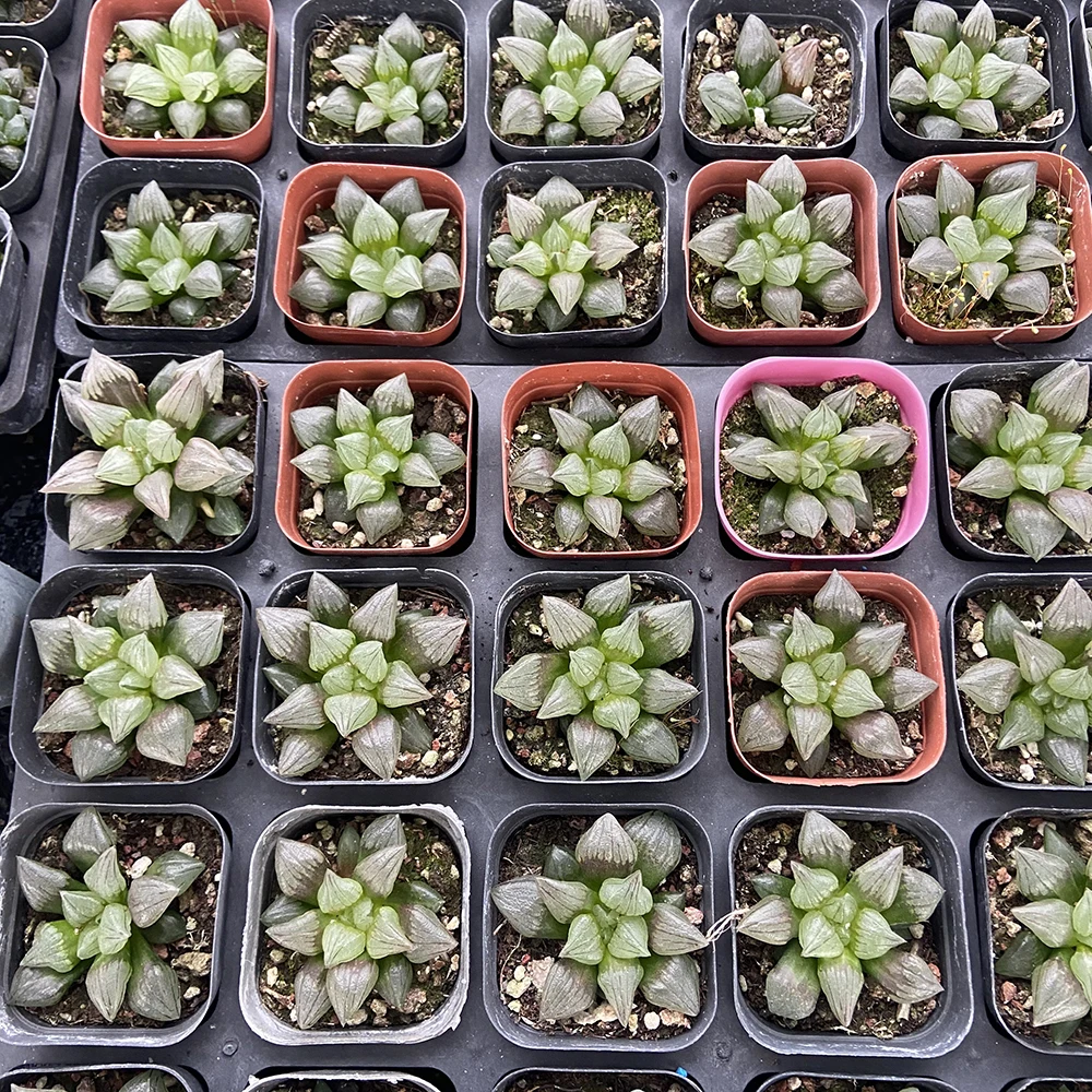 
Produce indoor greenhouses to cultivate succulents haworthia cooperi var 