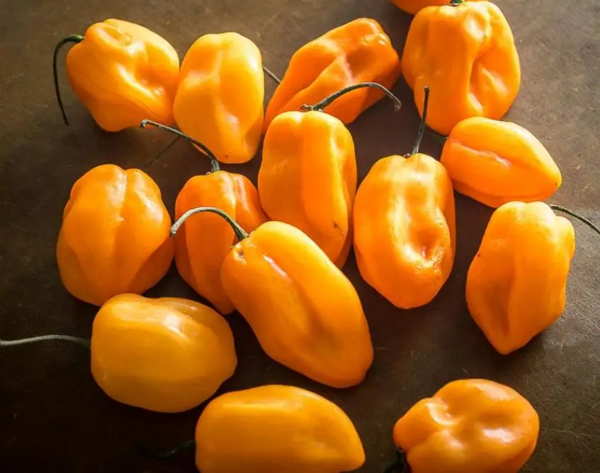 Перцовый порошок хабанеро Мексиканский