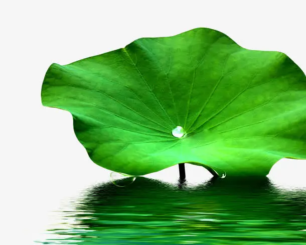 
Pure Lotus leaf extract Nelumbo nucifera extract lotus leaf extract powder 