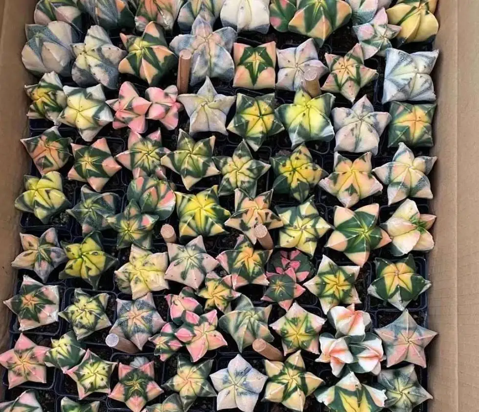 
mini cactus plants decoration use cactus plants Stock 