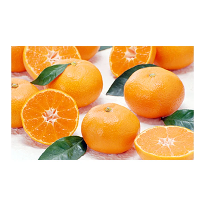 Japanese wholesale bulk orange fresh fruit with good quality