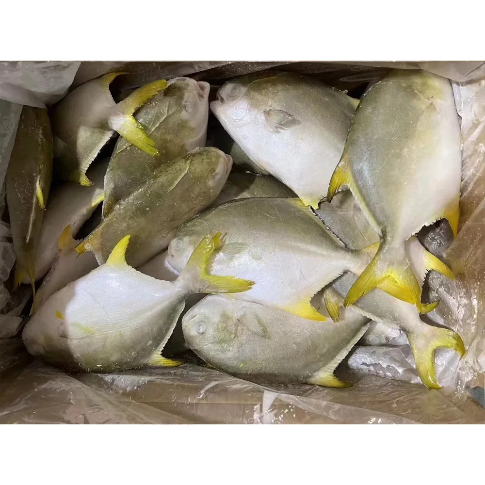 Frozen golden pompano /pomfret frozen golden pomfret fish golden pompano fish pomfret