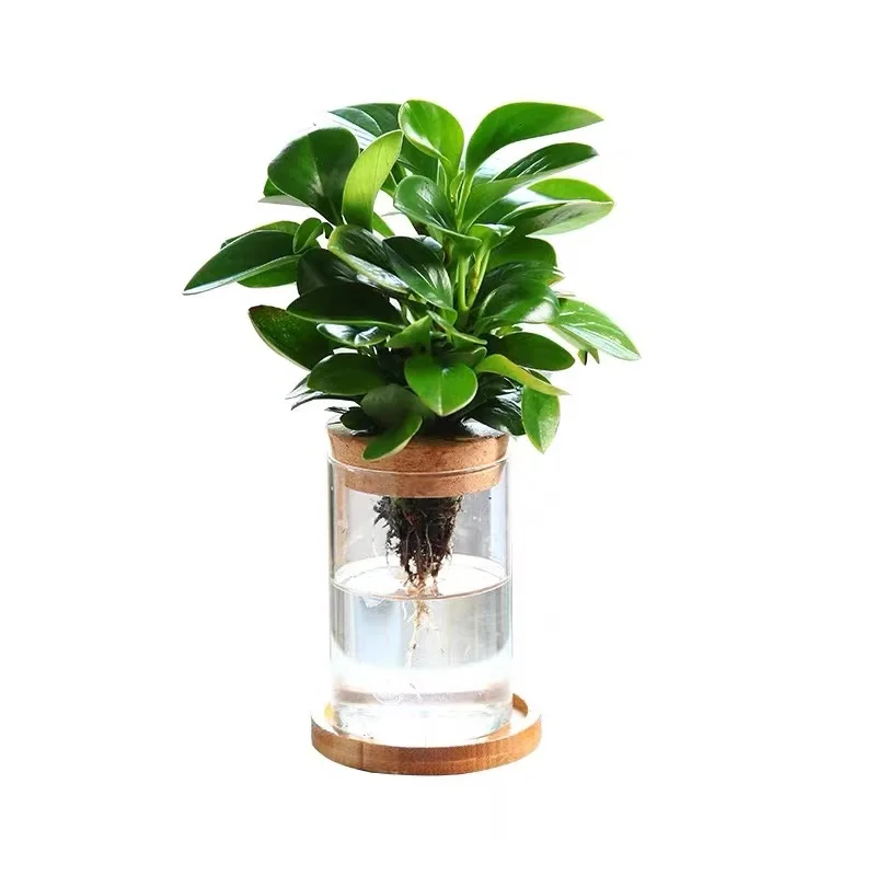 High-quality borosilicate glass Flower jars with perforated cork  for Hydroponic Plants