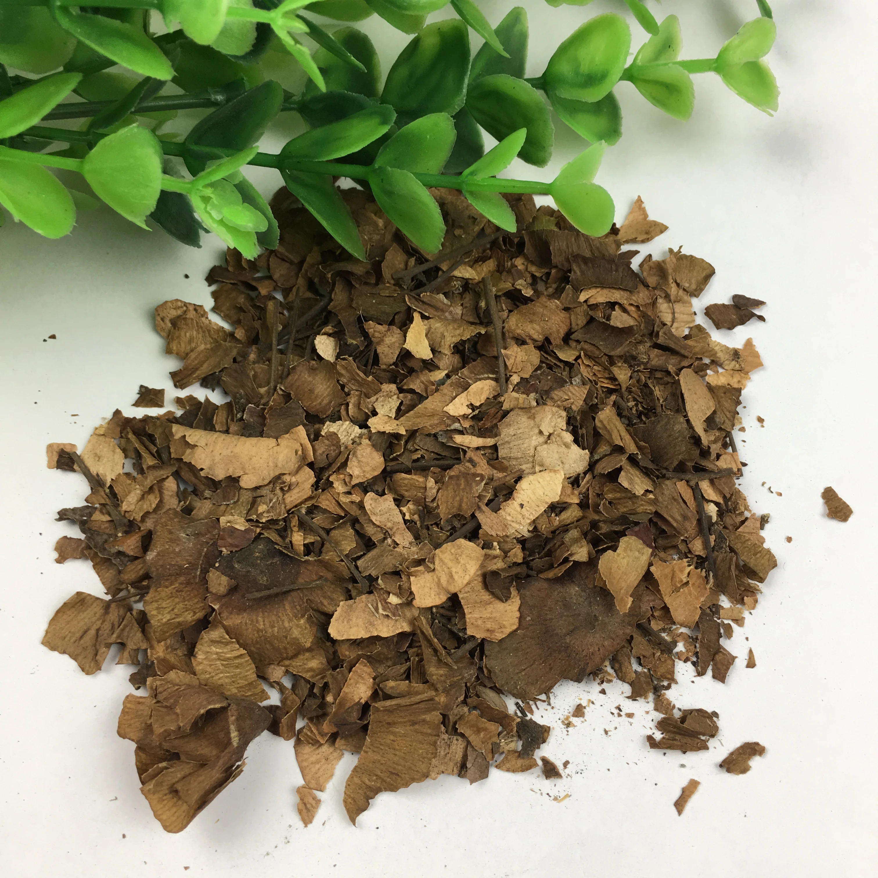 
Money Willow Ornamental Fall Blood Sugar Tea Cyclocarya Paliurus Tree PlantSeeds 