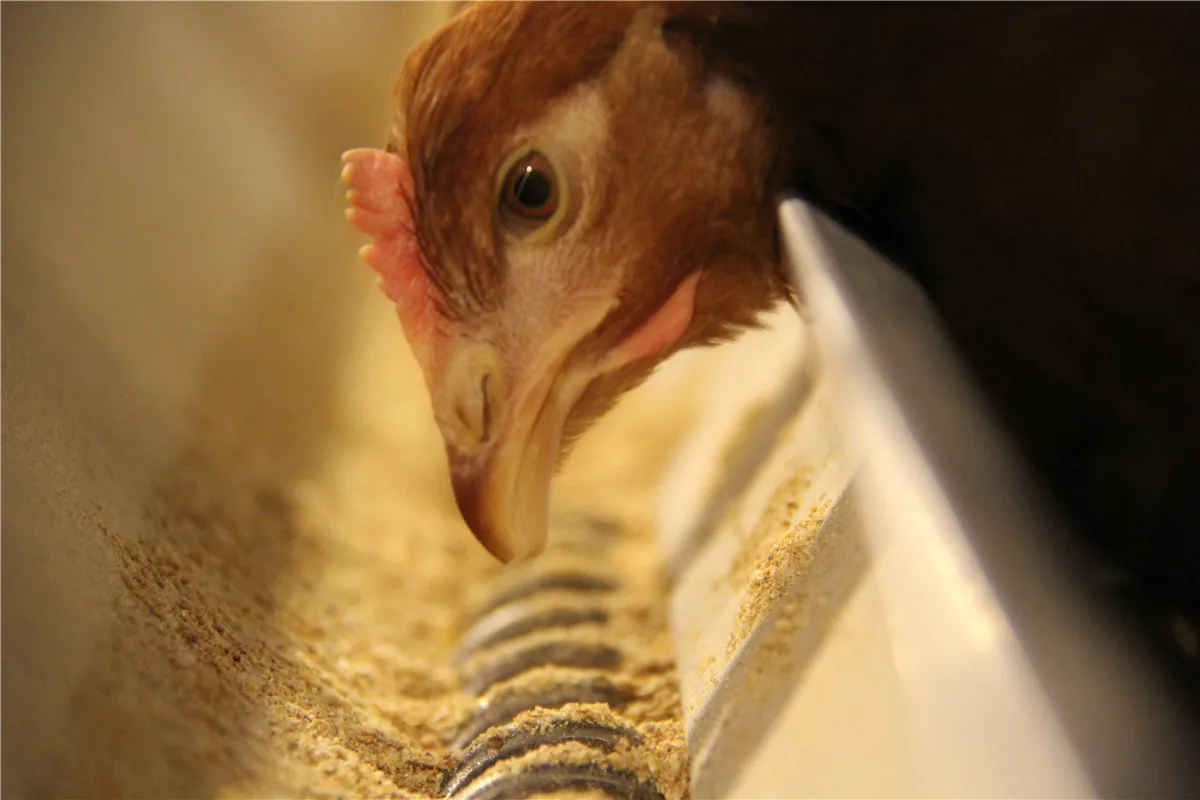 Poultry Farming Equipment Chicken Layer Cage Fully Automated Battery System