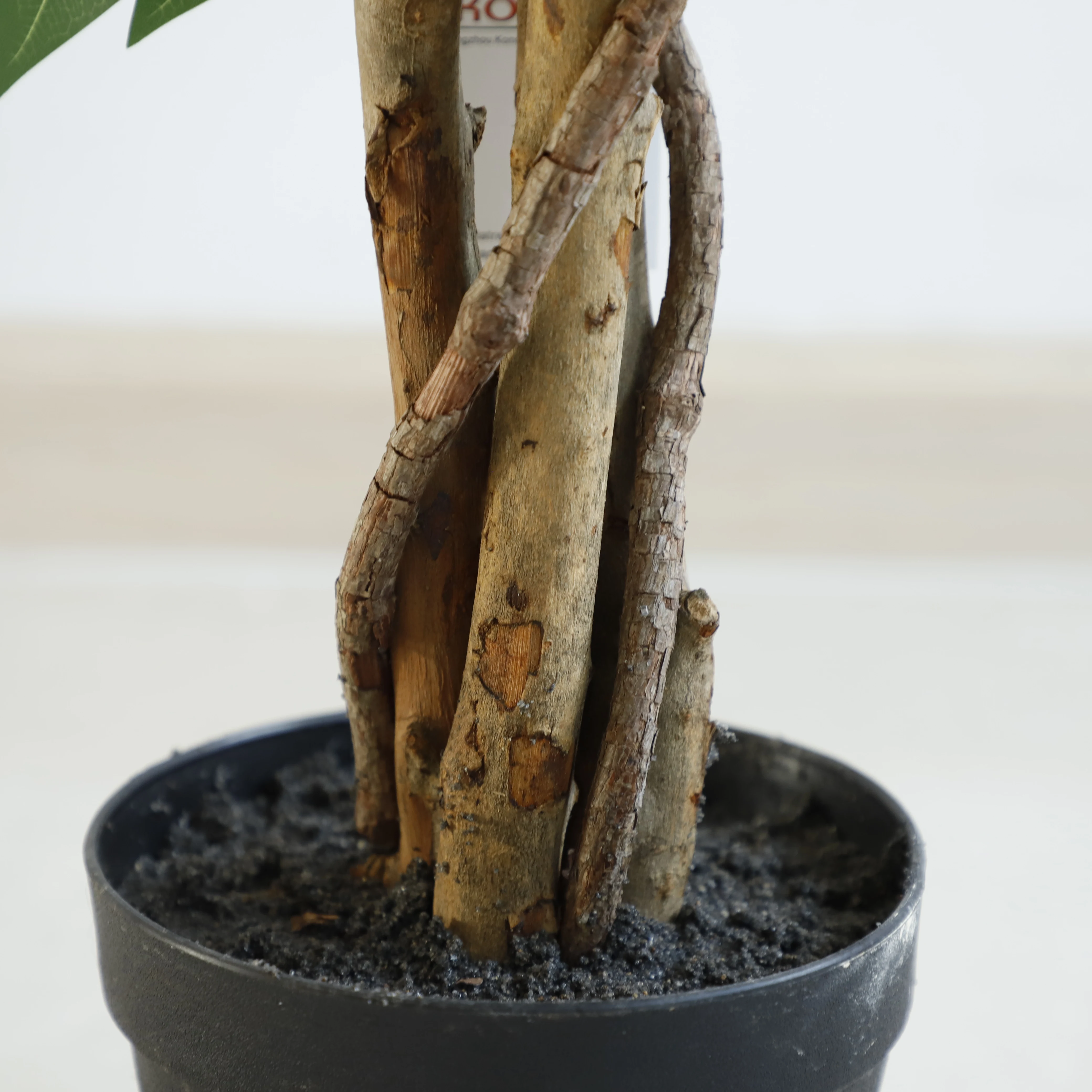 New Design Plants ficus tree nursery taiwan ficus bonsai ficus microcarpa bonsai trees arabic decoration