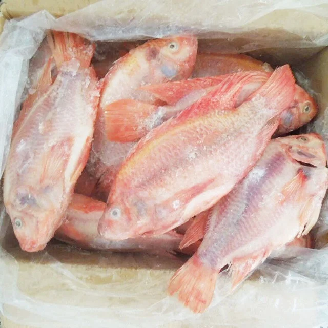 IQF Whole Red Tilapia 10kg Per Carton China Origin Frozen Fish IQF WGS Red Tilapia For Sale