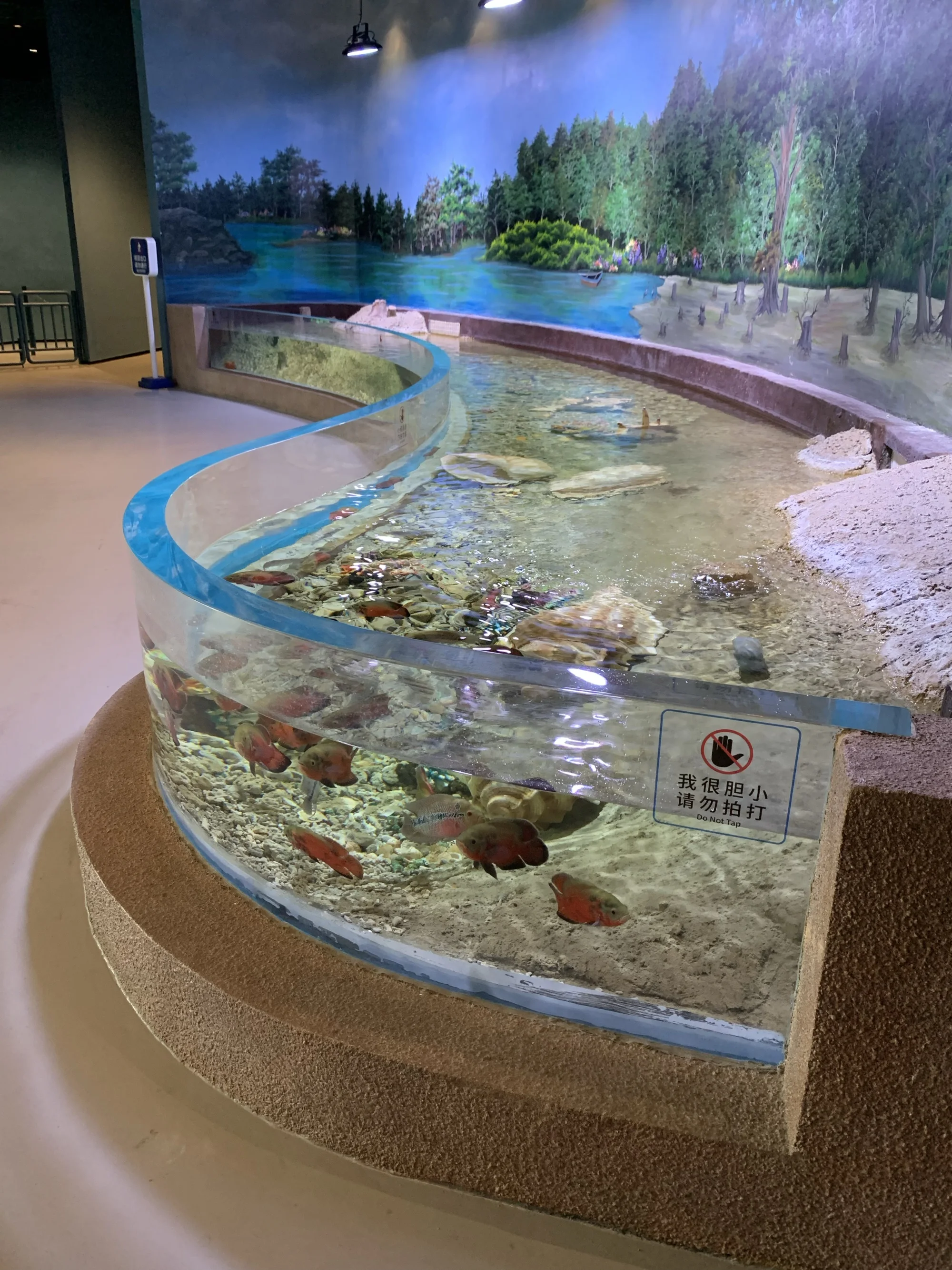 S shape acrylic aquarium panel price for aquarium project