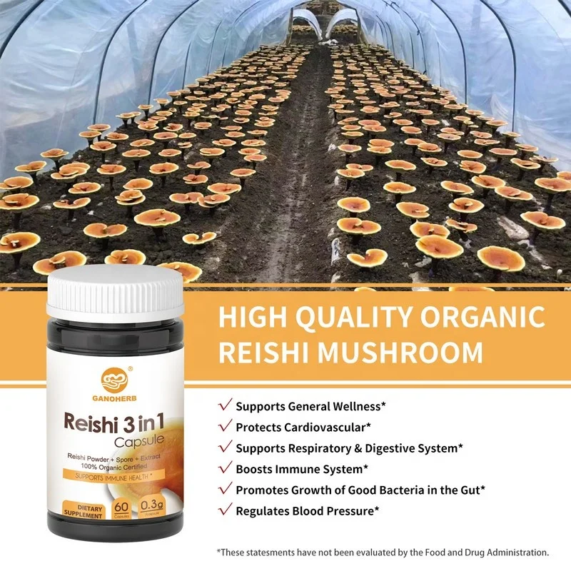Herbal Supplements Organic Ganoderma Lucidum 3 in 1 Capsule Reishi Mushroom Extract