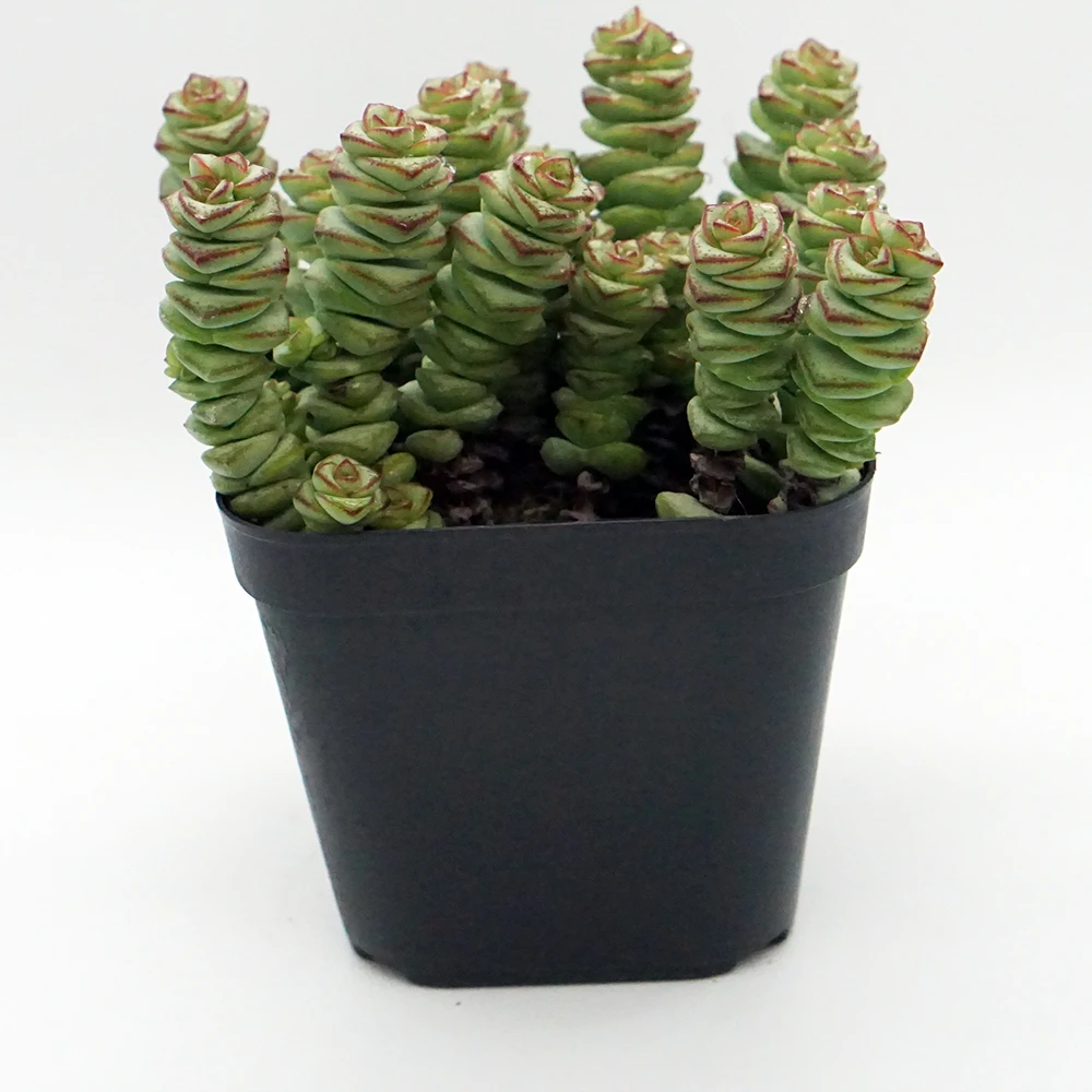 
Rare succulents wholesale plants live natural fresh korean echeveria succulents 